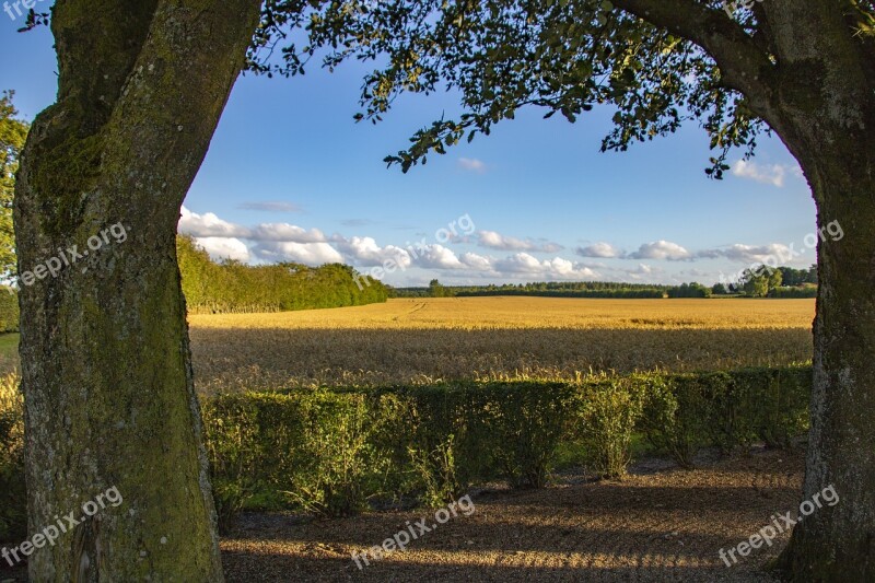 Corn Field Sky Blue Clouds Landscape