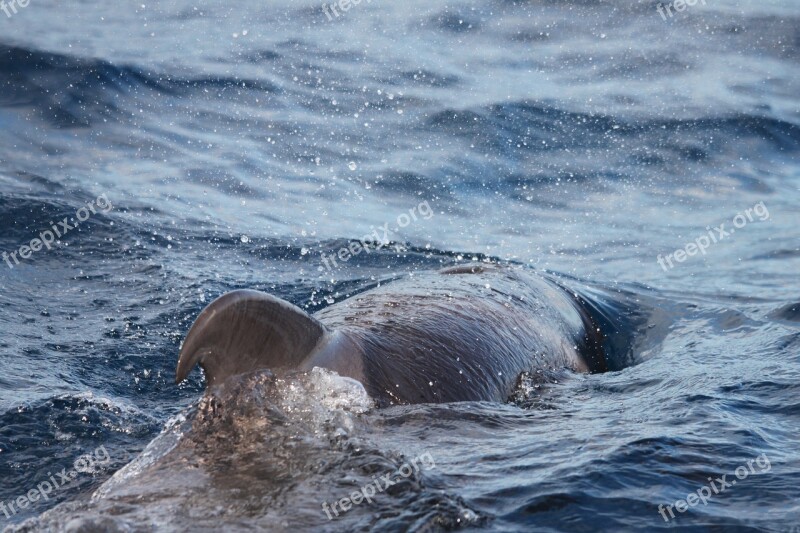 Dolphin Tenerife Marine Mammals Sea Meeresbewohner