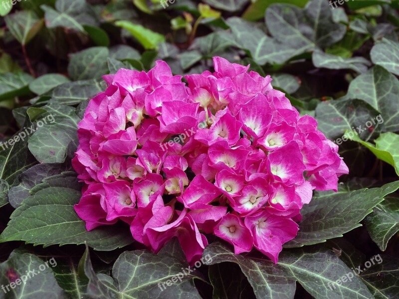 Hydrangea Bauer Hydrangea Flower Buds Hortensia Renate Steiniger