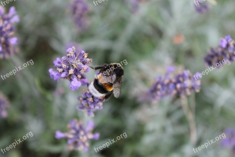 Hummel Close Up Collect Nectar Insect Nature