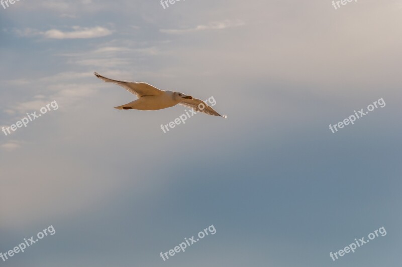 Seagull Flying Animal World Flight Bird