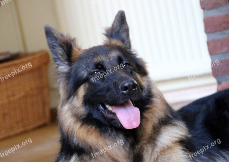 Shepherd German Shepherd Pet Beauty Attention