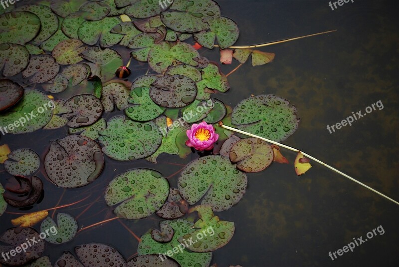 Water Lilies Nature Pond Plant Waterlilies