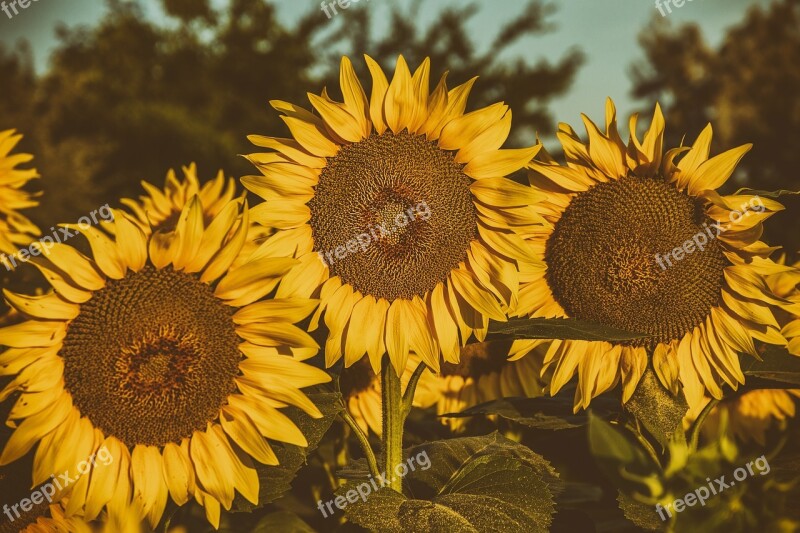 Sunflower Flower Summer Sunflower Field Sunflower Yellow