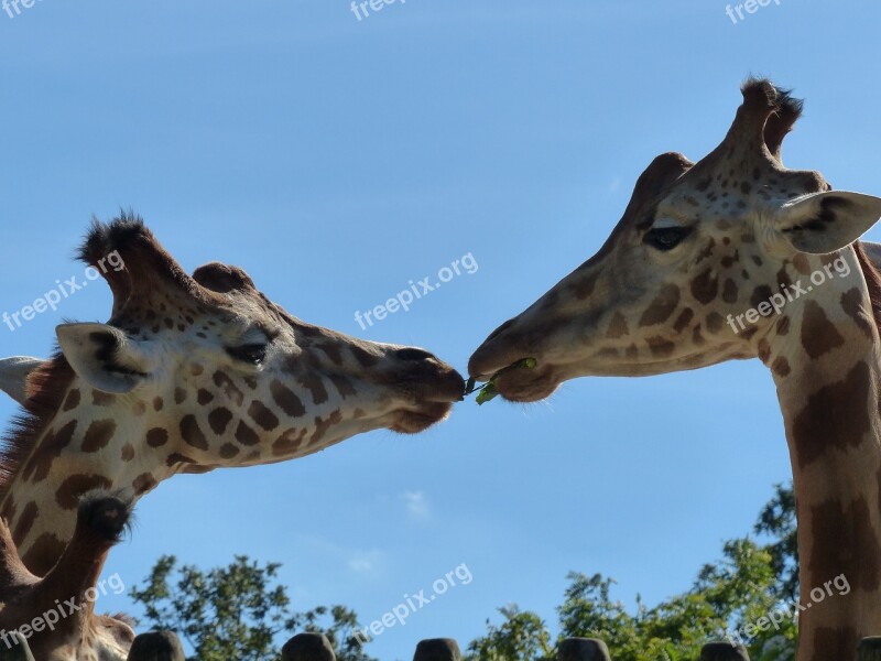 Animal Animals Giraffe Zoo Couple