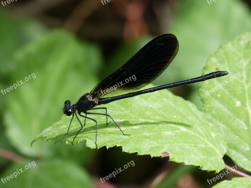 Dragonfly Damselfly Calopteryx Haemorrhoidalis Black Dragonfly Damisel·the Endolada