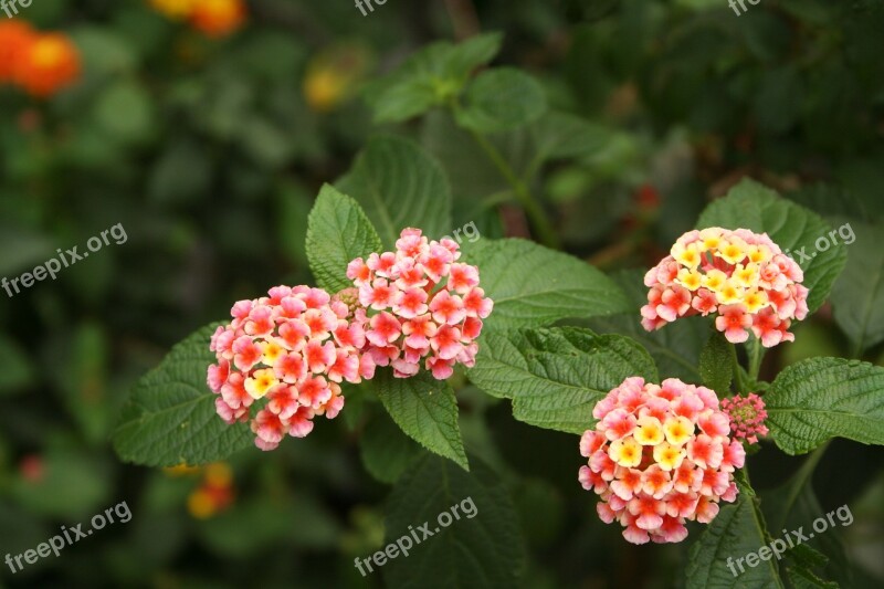 Lanthanide Flowers Plants Nature Free Photos