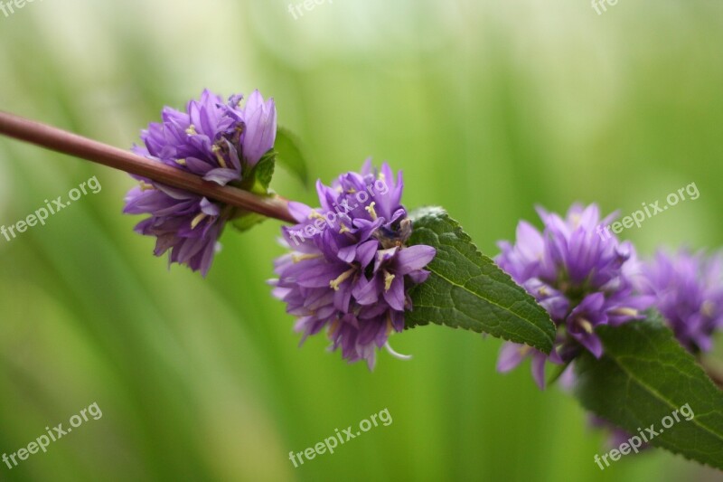 Often Flower Bat Flowers Nature Plants Mauve