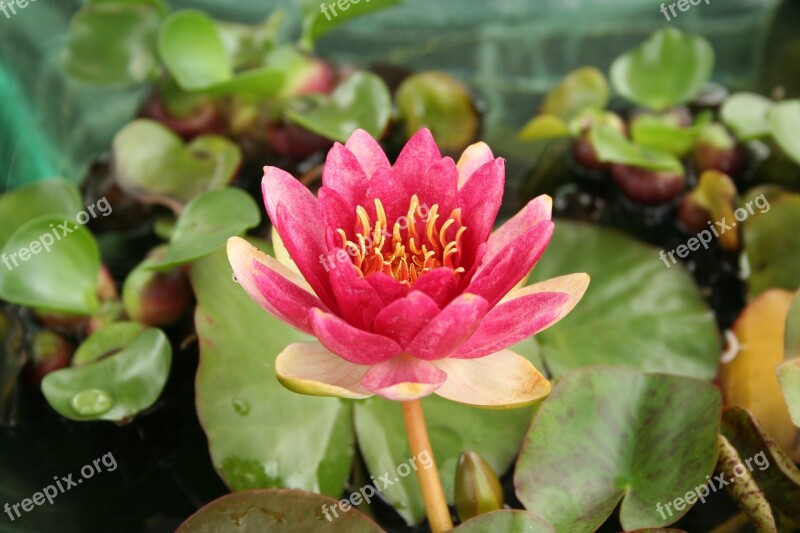 Water Lilies Flowers Nature Plants Pond