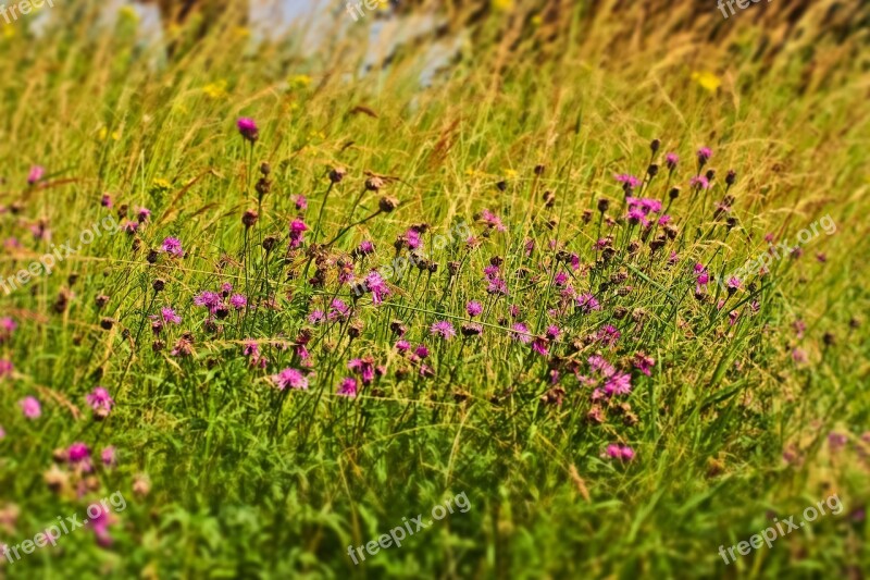 Field Flowers Nature Summer Plant