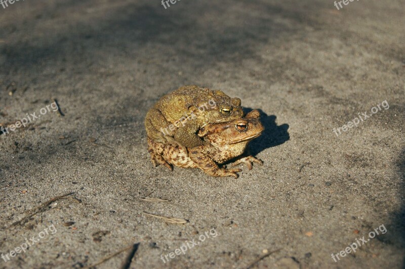 Common Toad A Toad Amphibian Mating Ampleksus