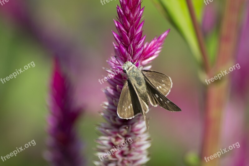 Swift Butterfly Insect Lepidoptera Free Photos