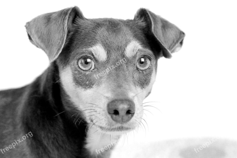 Dog Animal Black White Portrait Eyes