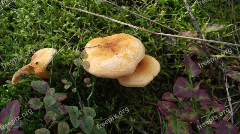 Mushrooms Green Forrest Nature Free Photos