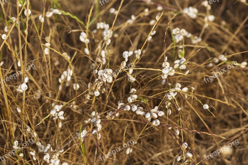 Flowers Brown Summer Bright Flowers Sun