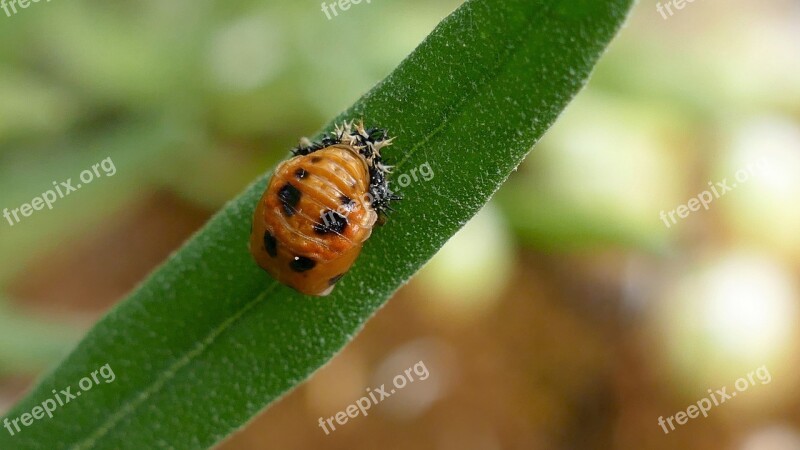 Larva Beetle Ladybug Marienkäfer Larva Insect