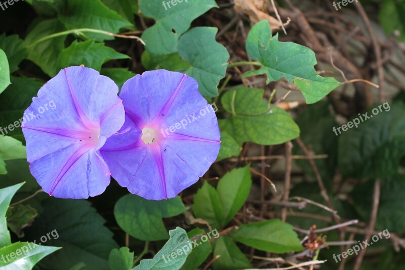 Morning Glory Ipomoea Bindweed Bindweed Blue Vukovije