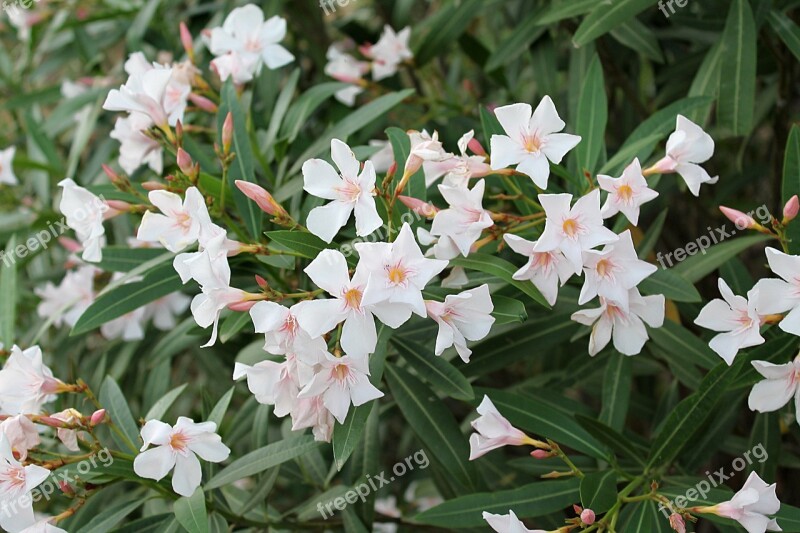 Oleander Common Oleander Oleander White Flowers Of Turkey Ornamental Plants