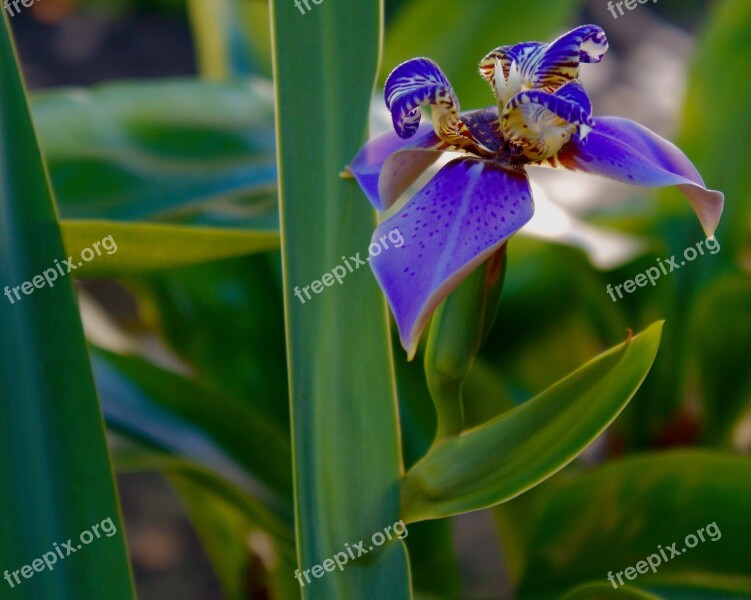 Flower Tropical Nature Plant Leaf