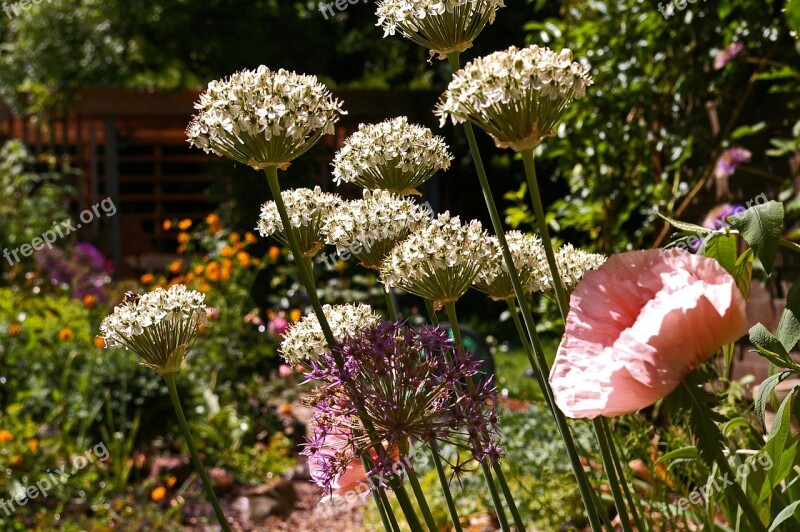 Ornamental Onion White Zierlauch Flower Garden Garden Plant