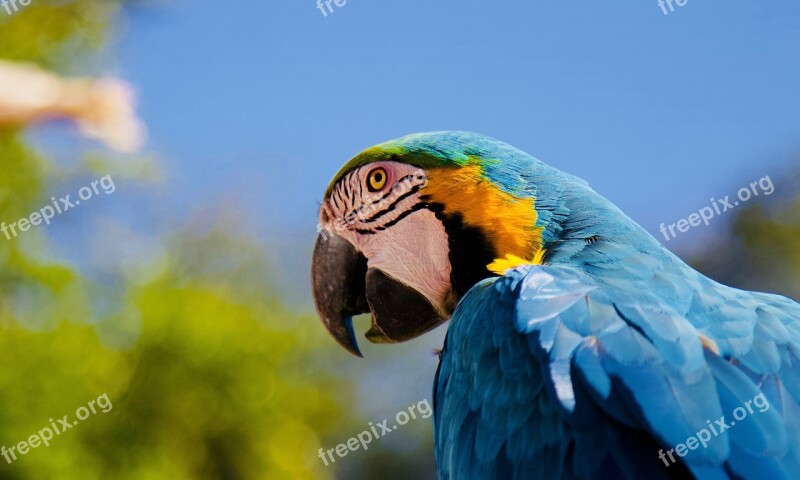 Parrot Ara Blue Macaw Beak Bird