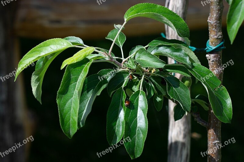 Branch Apple Tree Apple Tree Branch Leaves Green