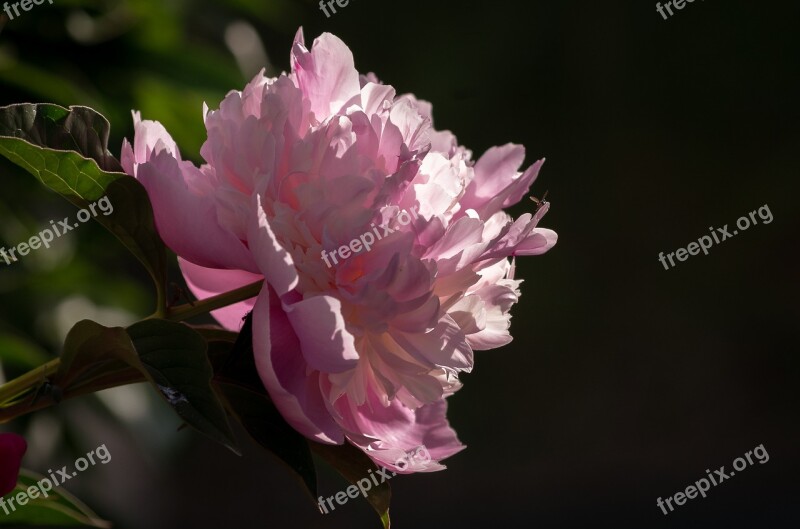 Paeonia Peony Blossom Bloom Pink