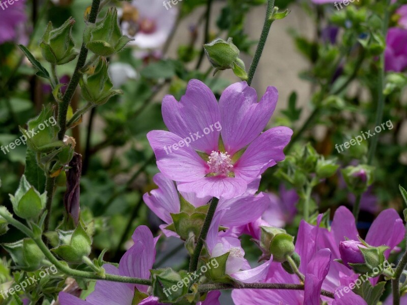 Blossom Bloom Mallow Pink Mallow Garden