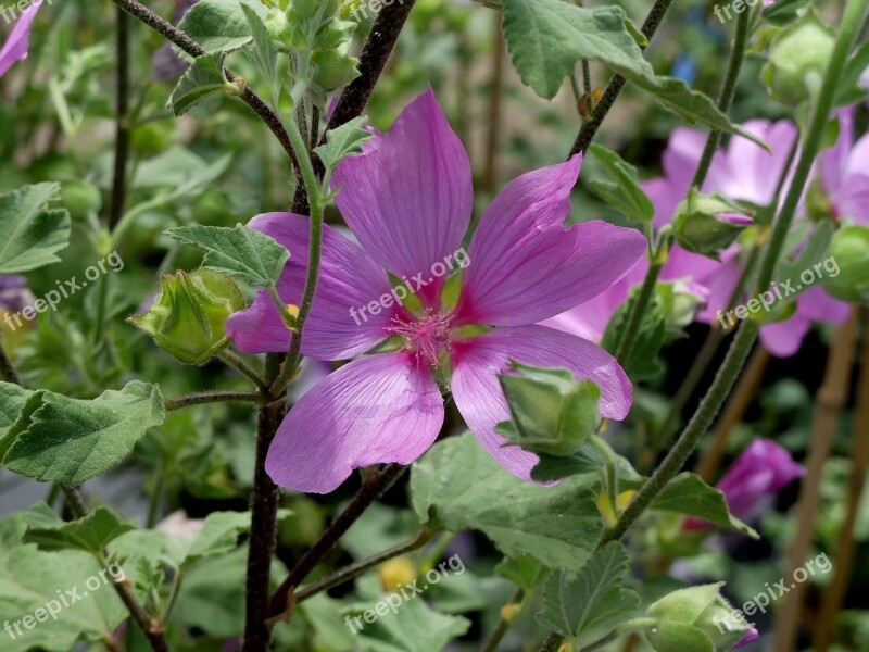 Blossom Bloom Mallow Pink Mallow Garden