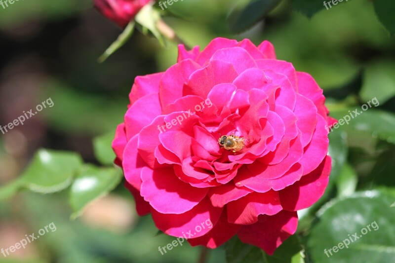 Rose Pink Rose Petals Flower Nature