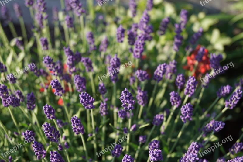 Summer Lavender Mix Flower Red Purple