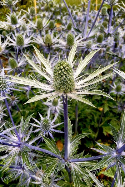 Thistle Plant Green Outdoors Nature