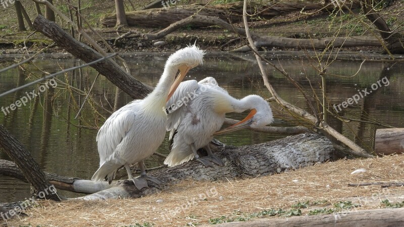 Pelican Pelecanus Onocrotalus Couple Hygiene Cleaning Feathers