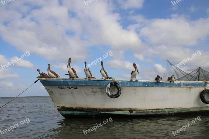 Guatemala Nature Birds Boat Free Photos