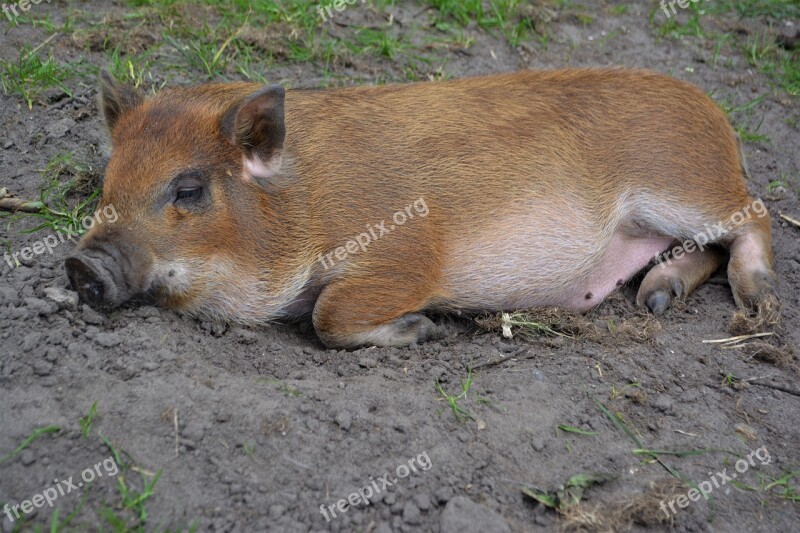 Pig Mini Pig Animal Farm Piglet