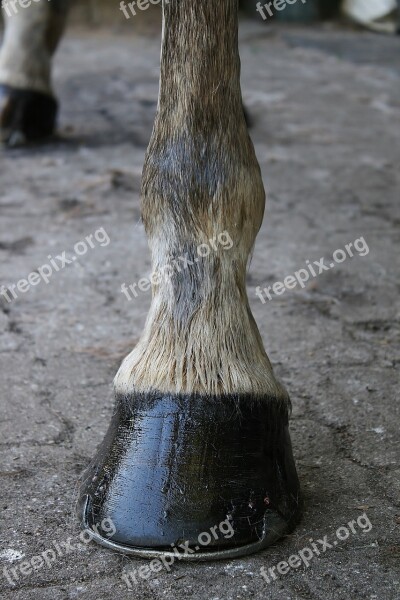 Huf Horse Horse Hoof Hoof Care Foot