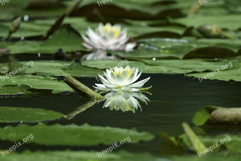 Water Lilies White Training Flowers Lotus Pond