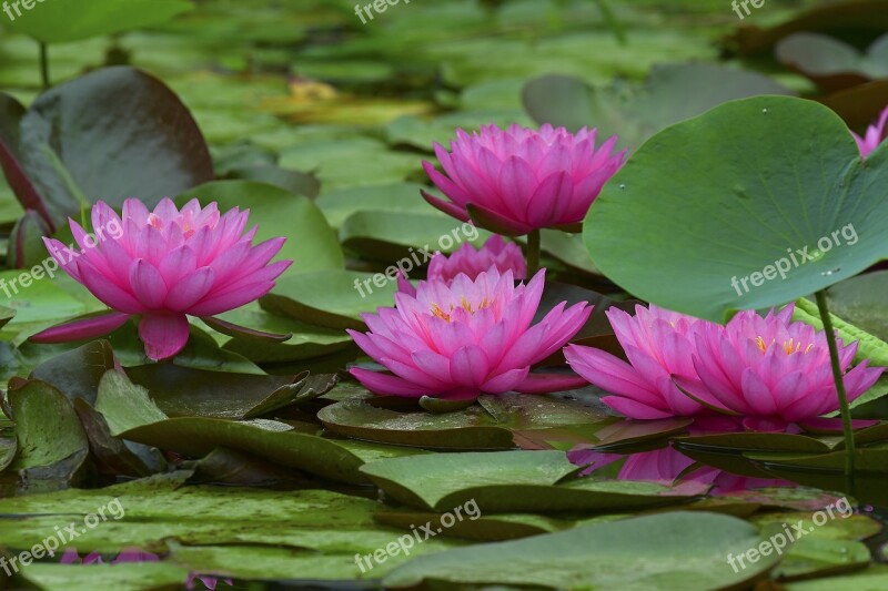 Lotus Water Lilies Kite Flowers Free Photos