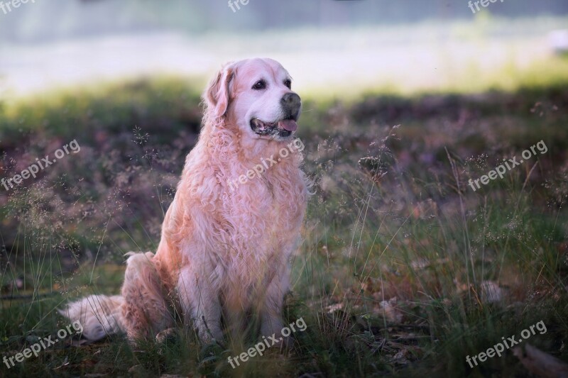 Dog Forest Animal Guard Dog Big Dog