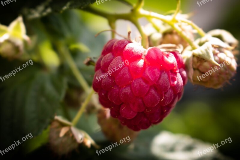 Raspberry Nature Freedom Fruits Colorful