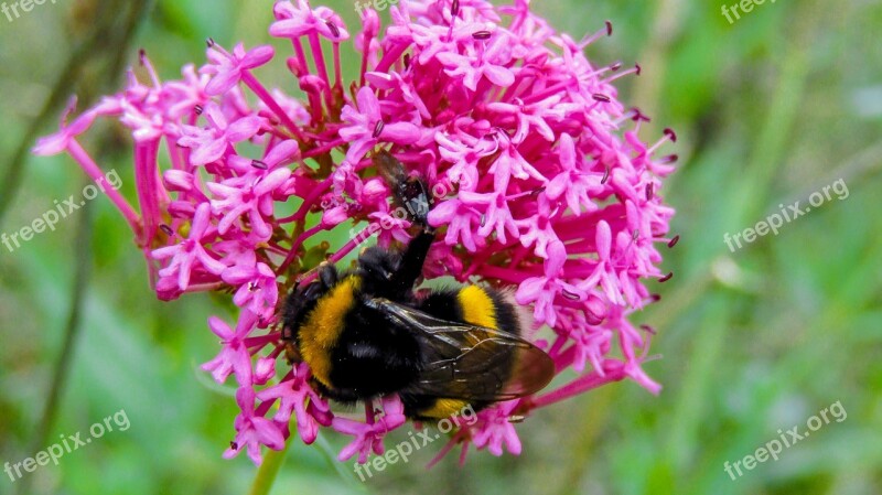 Bumblebee Drone Nature Insect Wild Flower