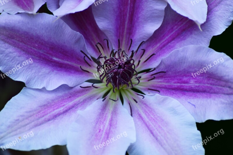 Clematis Flower Plant Violet The Petals