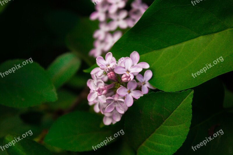 Lilac Flowers Purple Lilac Flowers Spring