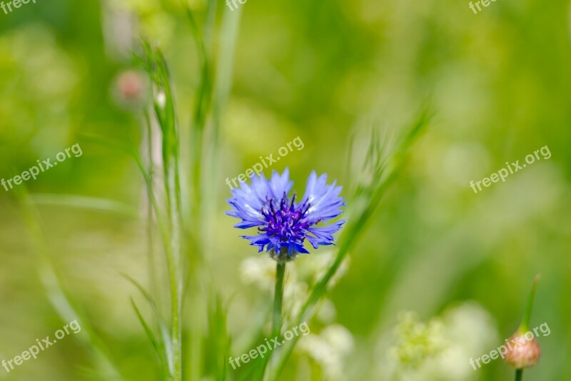 Cornflower Flower Spring Tholey Saarland