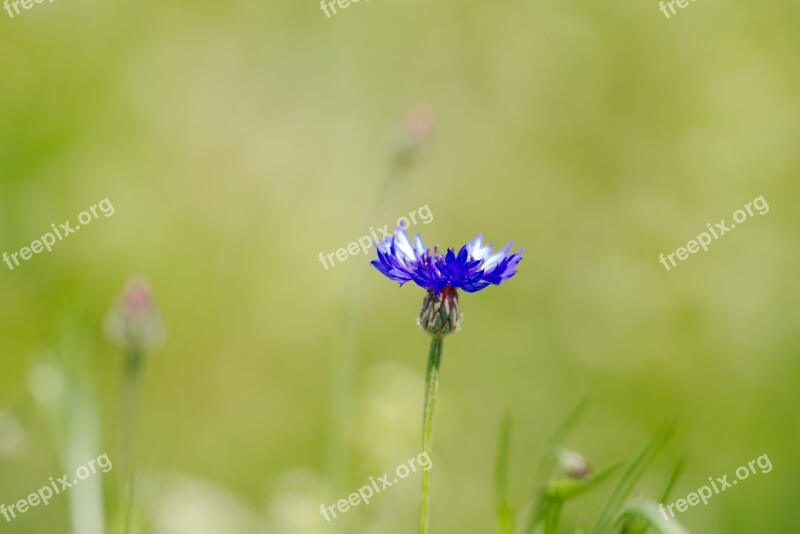 Cornflower Flower Spring Tholey Saarland