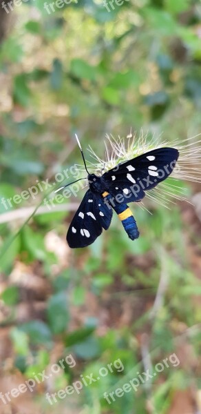 Nature Butterfly In The Free Summer Animal World