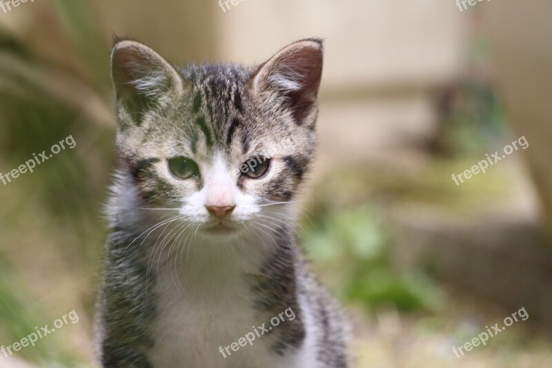 Domestic Animal Kitten European Cat Tabby Cute