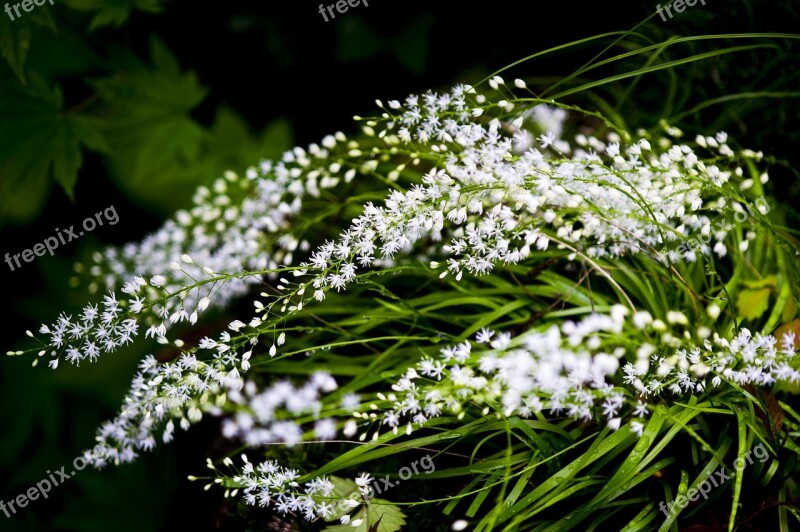 Pulkkot The Milky Chickweed Nature Wildflower White Flowers