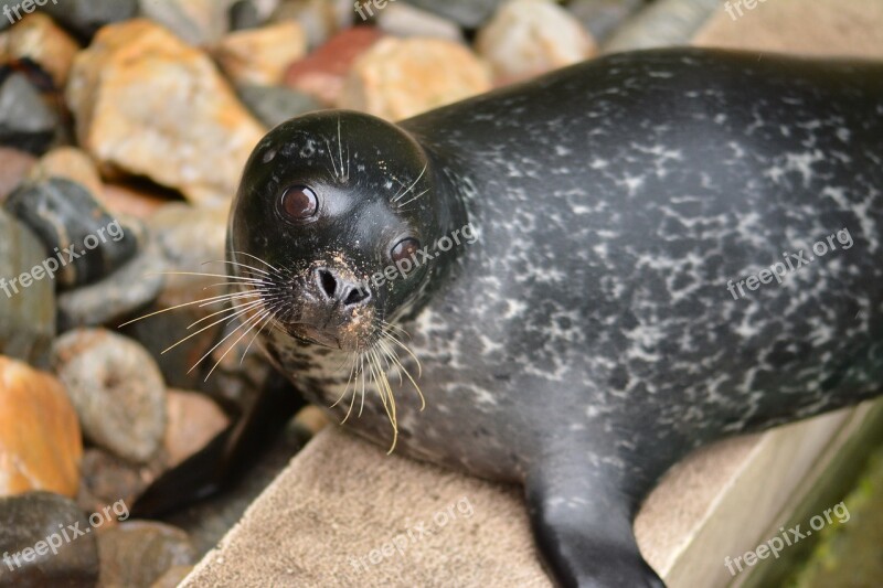 Foka Animal Mammal Sea ​​lion Nature