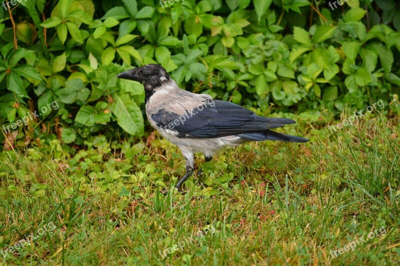 Crow Raven Young Crow Bird Animal